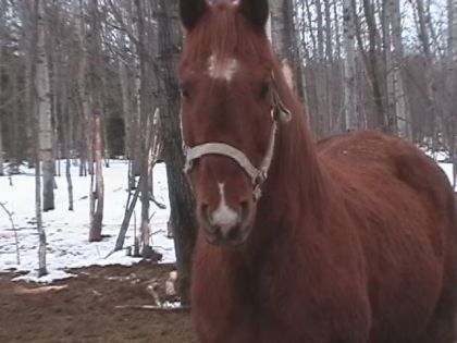 Un cheval brun au pools long