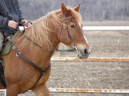Mon chum sur son Brin D'Or