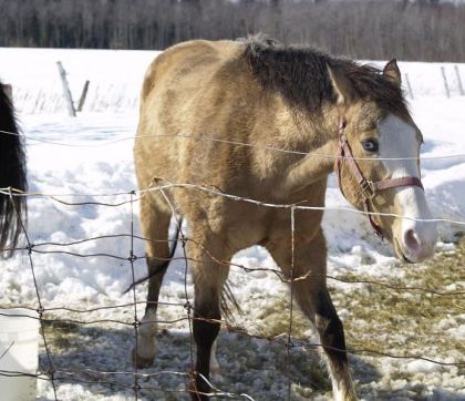 Cheval avec les oreilles par en arrière