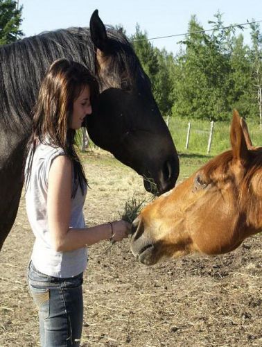 Un cheval sentant un autre