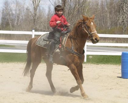 Quebec est un tres bon cheval