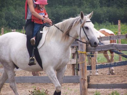 Mystral, le cheval à Joanne, un arabe