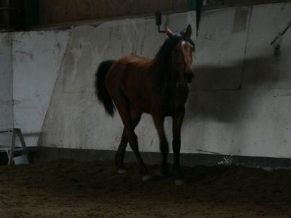 Mon Toutou ! Maudit qu'il grandi vite mainetantn 1 ans et demi
