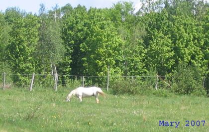 un cheval au loin dans un champ vert