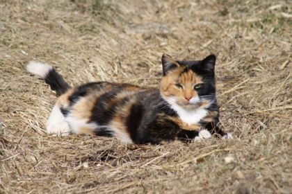 Minette de l'écurie qui attends des chatons..