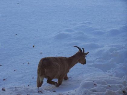 Fadolie en hiver ...