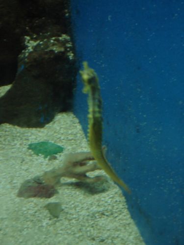 Encore un petit cheval de mer