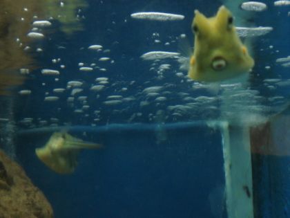 Drôle de poisson dont je me rappelle pas le nom