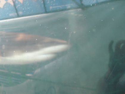 Photo très difficile à prendre ca bouge tout le temps ces bêtes...