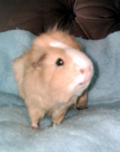 Un cochon d'inde