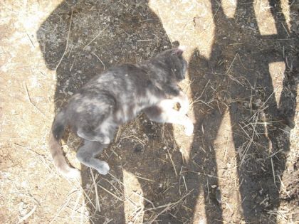 Un eptite chatte a lécurie