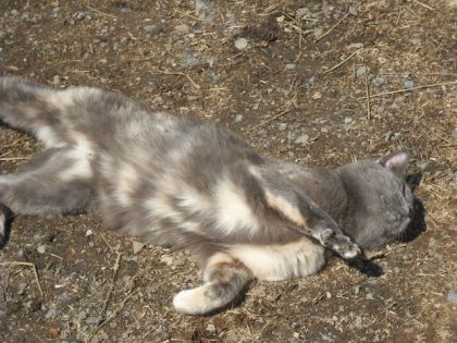 Jveut mfaire dorer au soleil laise moi tranquillle