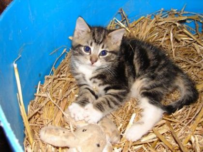 Sa sais mon ti minou Ti-Grou !On dirais un mannquin chat (LoL)