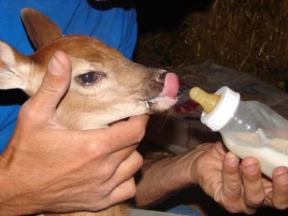 Un petit bambi abandonné qu'on à tenter de sauver sans succès...