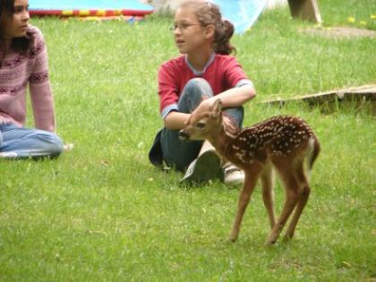 Wouaw Bambi a réussi il marche et il cour avec moi !! Il crois...