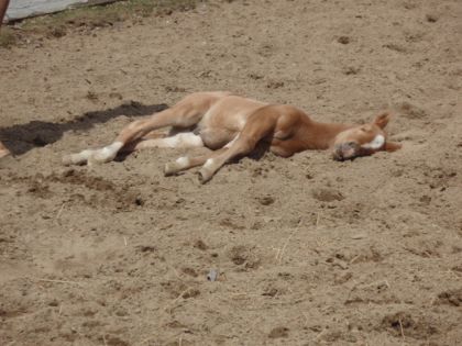 Cet après-midi un p'tit dodo dans le sable chaud