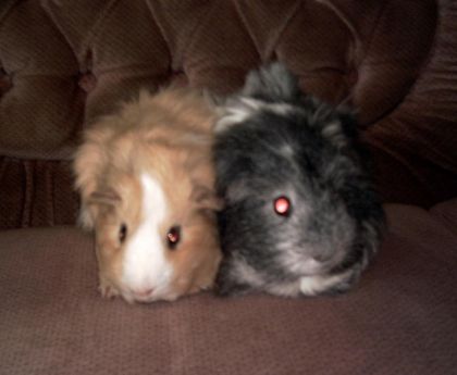 Deux cochons d'indes
