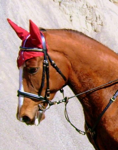 Une photo que j'aime bien de ma jument...! :)