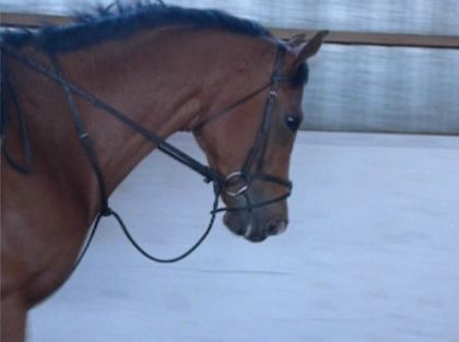Grosse tête à mon amouur