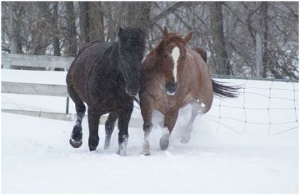 Mes chevaux Phenix (mon gros canadien!) et Misty (ma tit jument...