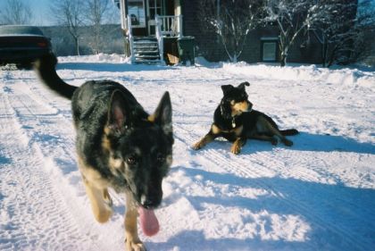 kate et rocky