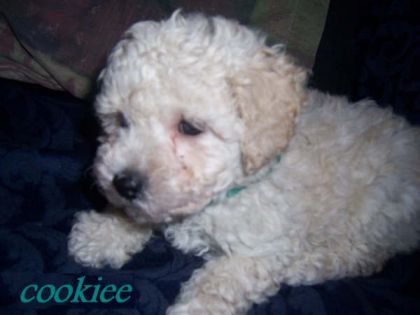 cookie a 7 semaines