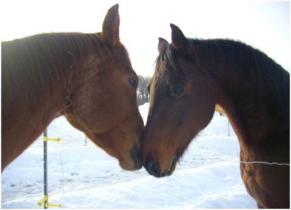 Waw ! comme c beau l'amour !! lol ma jument pi Shundo son ptit...