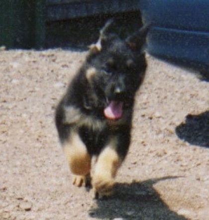 mon chien bébé
