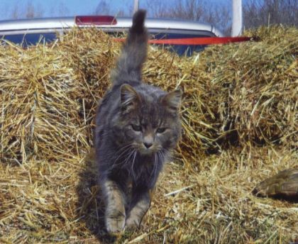 gripette le chat d'écurie