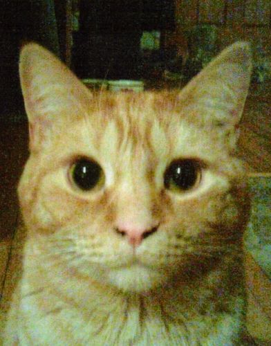 ti-tom
