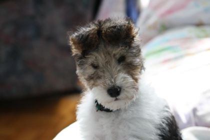 Petit Marcus vous dit Bonjour!