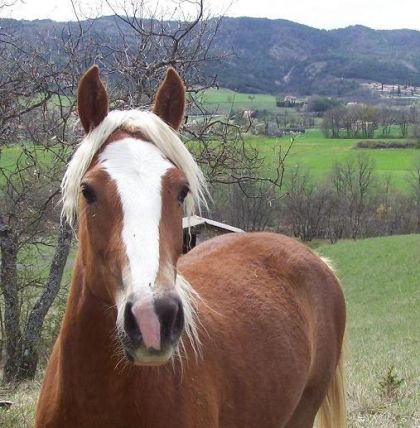 Un haflinger qui a voulu pi&eacute;(t)tiner mes biquettes ... !!!