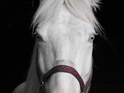 Gypsy