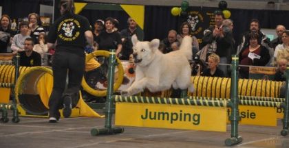 SnowBall en spectacle , photo par stéphanie sarah
