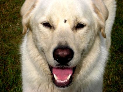 quand je dis que mon chien est ami avec toute le monde LOLL
