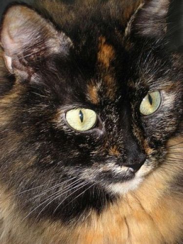 Angie , disparu depuis longtemps :'(