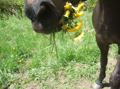 il est gentil de moffrir des fleurs comme ça