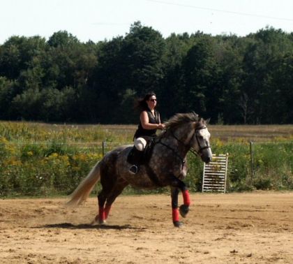 Percheron lors d'une épreuve de gymkhana