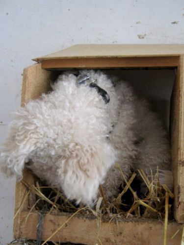 ma poule préféré lol