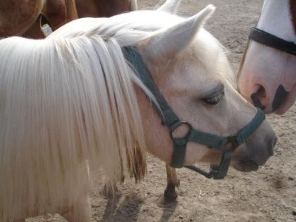 Petit poney blanc