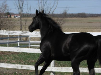 photo par MtlCowgirl
