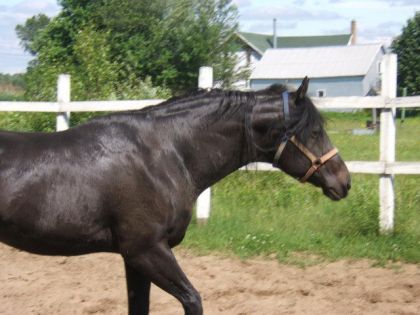 Cheval vu de coté