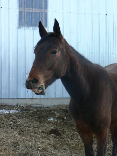 Mon cheval! Elle était suposer être full belle cette photo mais...
