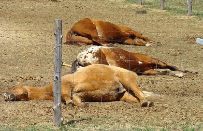 C'est l'heure de la sieste :-D