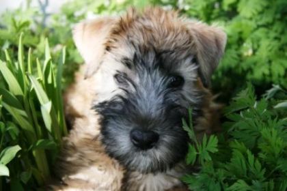 Jasmine, chiot Terrier Wheaten dans mes plates-bandes
