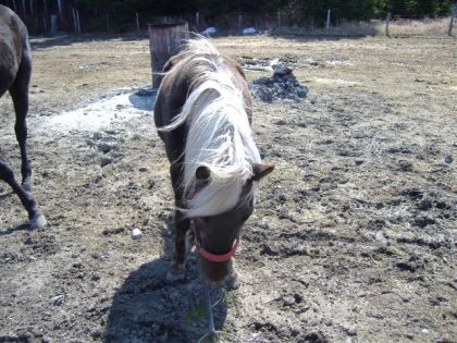 photo par josee Mon poney qui veut absolument être dans la photo!