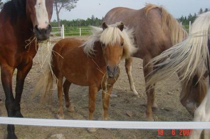 le poney a ma fille et ma filleule ; Tonnerre, ds le vent lol