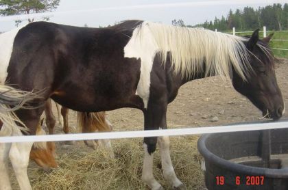 Pinnacle encore. 1 ans, Elle va etre belle enh :)