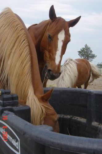 Les chevaux sont tellement expressif. regarde-le :) il est drôle...