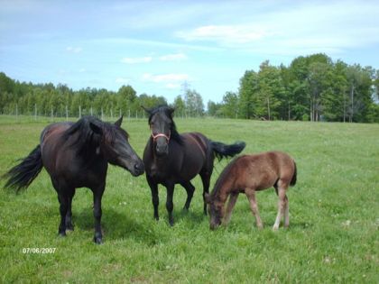 Photo de famille :)  A gauche Fanny, la grand-mère, au milieu,...